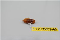 藏品(北方丑招潮蟹)的圖片